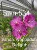 Vanda Noppadon Delight 534